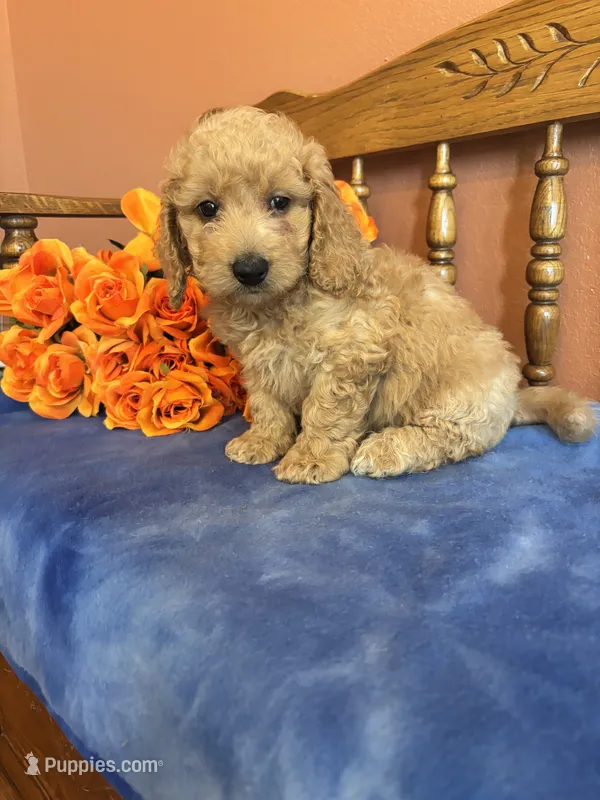 Jax – Miniature Goldendoodle puppy for sale in Seneca, KS