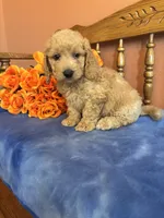 Jax, a male Miniature Goldendoodle for sale in Seneca, KS – 1 of 10