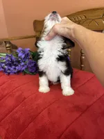 Sammy, a male Miniature Aussiedoodle for sale in Seneca, KS – 3 of 10