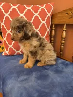 Tori, a female Miniature Aussiedoodle for sale in Seneca, KS – 3 of 10