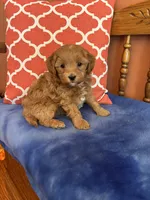 Tippy, a male Cavapoo for sale in Seneca, KS – 1 of 9