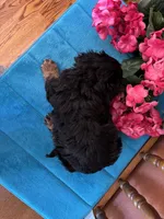 Toby, a male Cavapoo for sale in Seneca, KS – 8 of 8