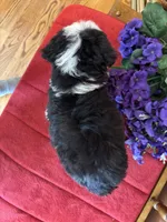 Boz, a male Miniature Bernedoodle for sale in Seneca, KS – 9 of 10