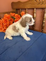 Sasha, a female Cavapoo for sale in Seneca, KS – 5 of 9