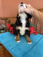 Mia, a female Miniature Bernedoodle for sale in Seneca, KS – 7 of 10