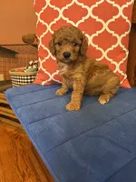 Ricky, a male Miniature Goldendoodle for sale in Seneca, KS – 4 of 9