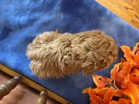 Roxie, a female Maltipoo for sale in Seneca, KS – Photo 10 of 10