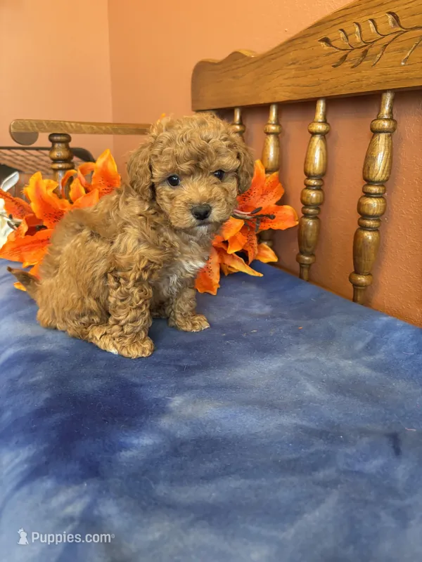 Roxie – Maltipoo puppy for sale in Seneca, KS
