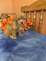 Roxie, a female Maltipoo for sale in Seneca, KS – Photo 1 of 10