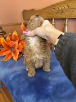 Roxie, a female Maltipoo for sale in Seneca, KS – Photo 2 of 10