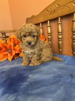 Roxie, a female Maltipoo for sale in Seneca, KS – Photo 8 of 10
