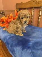 Roxie, a female Maltipoo for sale in Seneca, KS – Photo 7 of 10