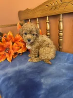 Roxie, a female Maltipoo for sale in Seneca, KS – Photo 9 of 10
