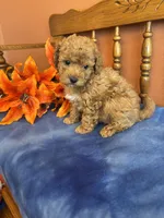 Roxie, a female Maltipoo for sale in Seneca, KS – Photo 4 of 10