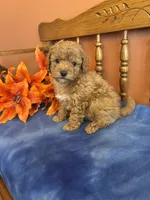 Roxie, a female Maltipoo for sale in Seneca, KS – Photo 6 of 10