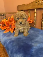 Roxie, a female Maltipoo for sale in Seneca, KS – Photo 3 of 10