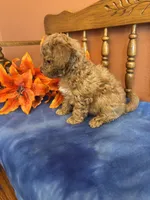 Roxie, a female Maltipoo for sale in Seneca, KS – Photo 5 of 10