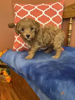 Tippy, a male Cavapoo for sale in Seneca, KS – 3 of 9