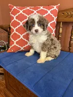 Cocoa, a female Miniature Aussiedoodle for sale in Seneca, KS – 8 of 10