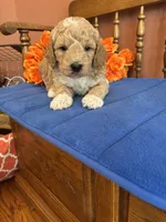 Wally, a male Miniature Goldendoodle for sale in Seneca, KS – 2 of 9