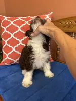 Ruby, a female Miniature Aussiedoodle for sale in Seneca, KS – 2 of 10