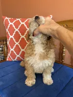 Lucy, a female Miniature Goldendoodle for sale in Seneca, KS – 3 of 10
