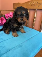 Toby, a male Cavapoo for sale in Seneca, KS – 5 of 8