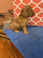 Ricky, a male Miniature Goldendoodle for sale in Seneca, KS – 6 of 9