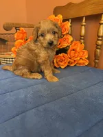 Lilly, a female Miniature Goldendoodle for sale in Seneca, KS – 5 of 8