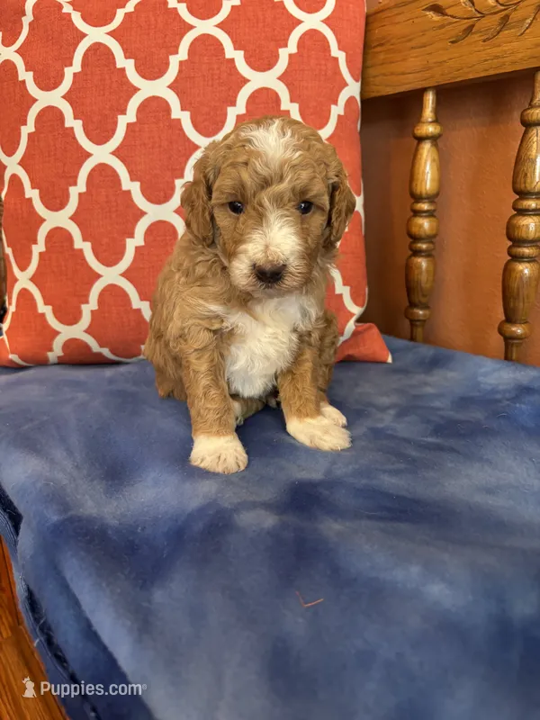 Luna – Miniature Goldendoodle puppy for sale in Seneca, KS