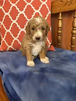 Luna, a female Miniature Goldendoodle for sale in Seneca, KS – 1 of 5