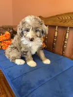 Ranger, a male Miniature Aussiedoodle for sale in Seneca, KS – 8 of 10