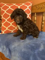 Bennie, a male Miniature Aussiedoodle for sale in Seneca, KS – 10 of 10
