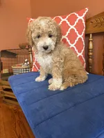 Lucy, a female Miniature Goldendoodle for sale in Seneca, KS – 4 of 10