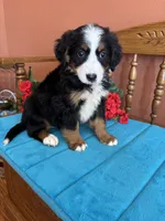 Mia, a female Miniature Bernedoodle for sale in Seneca, KS – 10 of 10