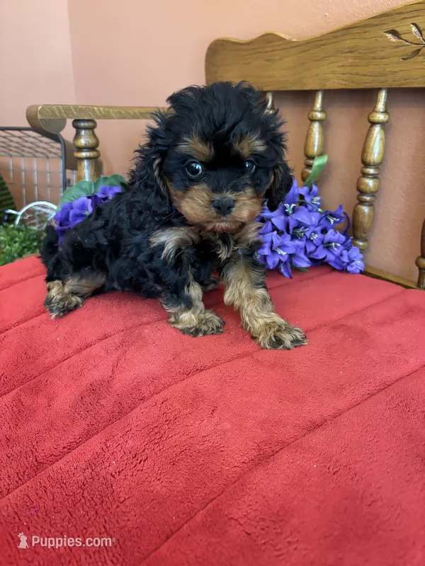 Phoebe – Cavapoo puppy for sale in Seneca, KS