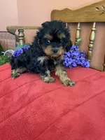 Phoebe, a female Cavapoo for sale in Seneca, KS – 1 of 10