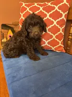 Rocky, a male Miniature Aussiedoodle for sale in Seneca, KS – 8 of 9