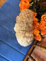 Bailey, a female Maltipoo for sale in Seneca, KS – 9 of 9