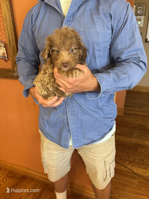 Buddy – Miniature Aussiedoodle puppy for sale in Seneca, KS