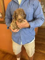Buddy, a male Miniature Aussiedoodle for sale in Seneca, KS – 1 of 8