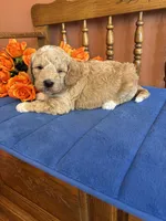 Wally, a male Miniature Goldendoodle for sale in Seneca, KS – 8 of 9