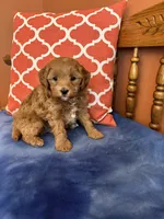 Tippy, a male Cavapoo for sale in Seneca, KS – 7 of 9