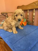 Boomer, a male Miniature Goldendoodle for sale in Seneca, KS – 8 of 10