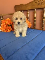 Bailey, a female Maltipoo for sale in Seneca, KS – 5 of 9