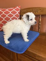Penny, a female Miniature Aussiedoodle for sale in Seneca, KS – 7 of 8