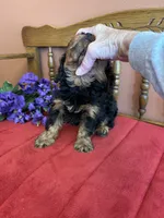Phoebe, a female Cavapoo for sale in Seneca, KS – 4 of 10