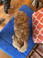 Ava, a female Miniature Goldendoodle for sale in Seneca, KS – 8 of 10