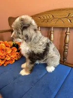 Ranger, a male Miniature Aussiedoodle for sale in Seneca, KS – 5 of 10