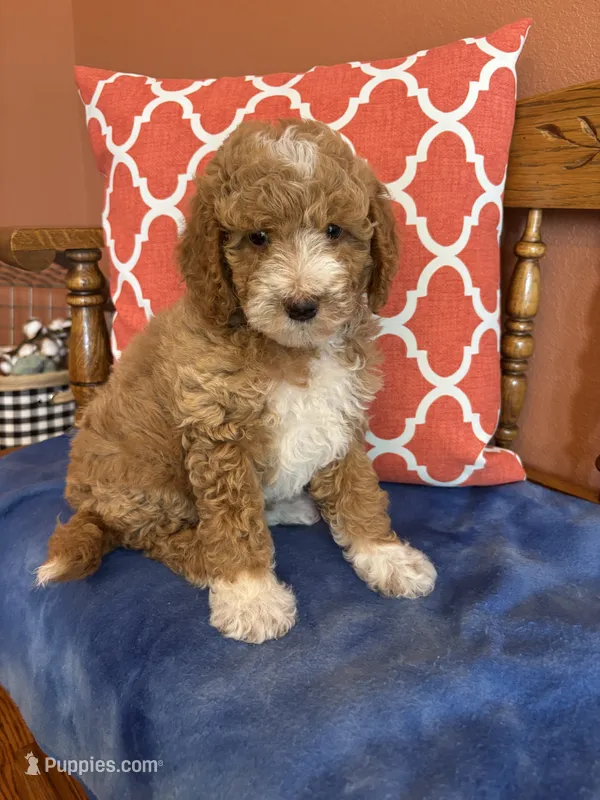 Luna – Miniature Goldendoodle puppy for sale in Seneca, KS